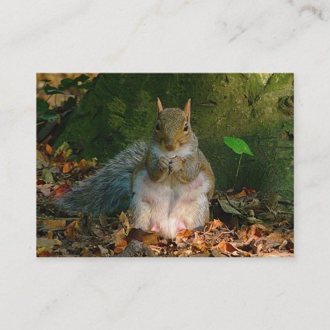 Gray Squirrel - Bute Park, Cardiff, Wales, UK Visitenkarte (Vorderseite)