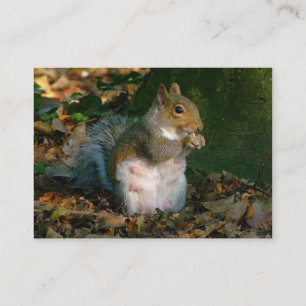 Gray Squirrel - Bute Park, Cardiff, Wales, UK Visitenkarte