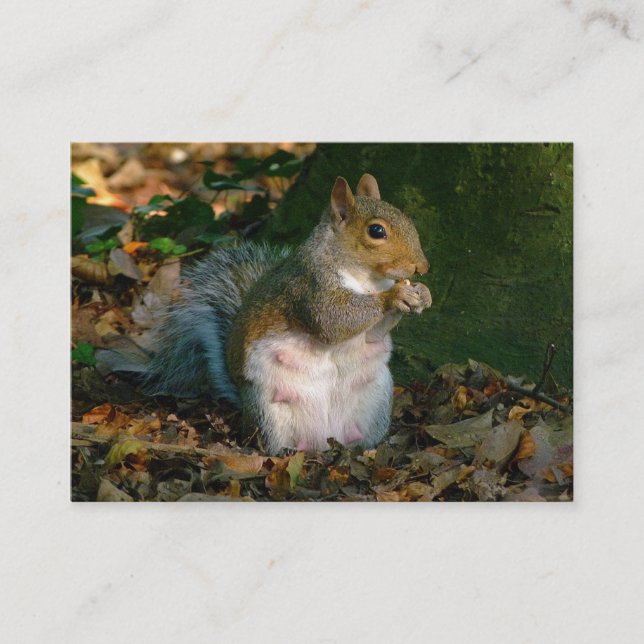 Gray Squirrel - Bute Park, Cardiff, Wales, UK Visitenkarte (Vorderseite)