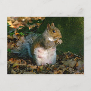 Gray Squirrel - Bute Park, Cardiff, Wales, Vereini Postkarte
