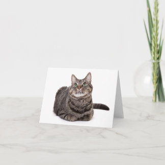 Gray Tabby Cat