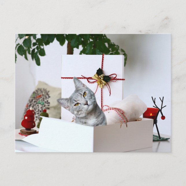 Gray Tabby Cat Christmas Feiertagspostkarte (Vorderseite)