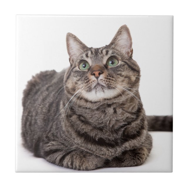 Gray Tabby Cat Fliese (Vorderseite)