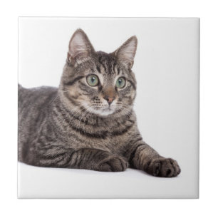 Gray Tabby Cat Fliese