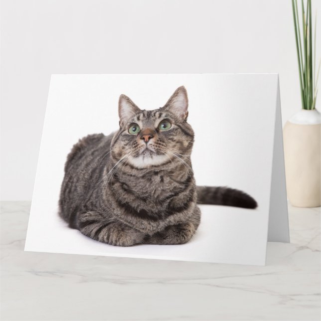 Gray Tabby Cat Karte (Vorderseite)