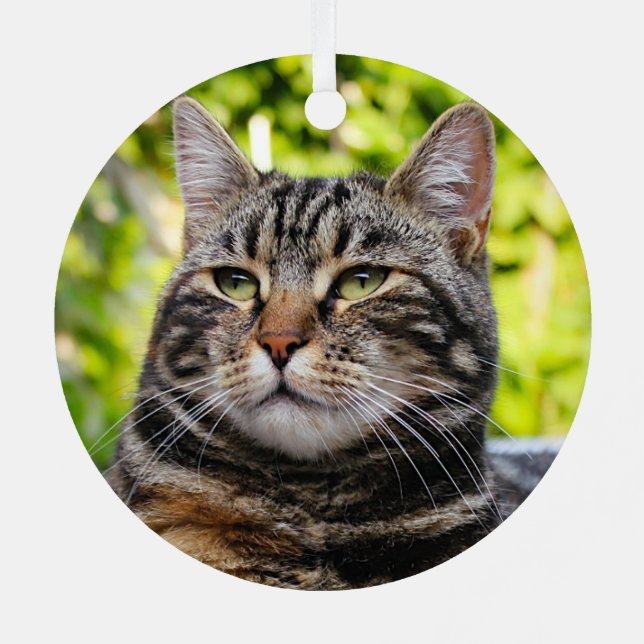 Gray Tabby Cat Metal Ornament Aus Metall (Rückseite)