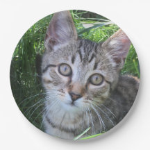 Gray Tabby Cat