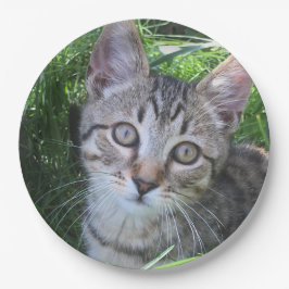 Gray Tabby Cat Pappteller