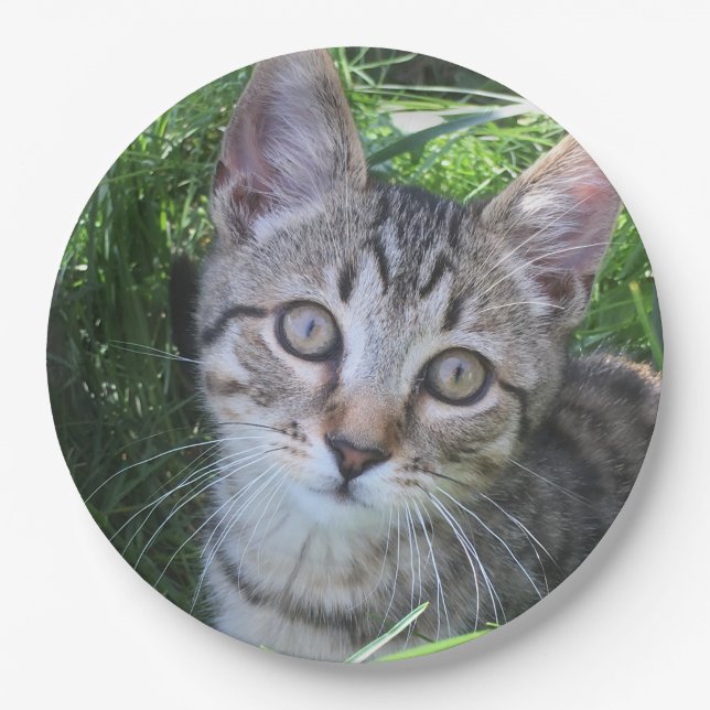 Gray Tabby Cat Pappteller (Vorderseite)