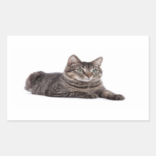 Gray Tabby Cat Rechteckiger Aufkleber