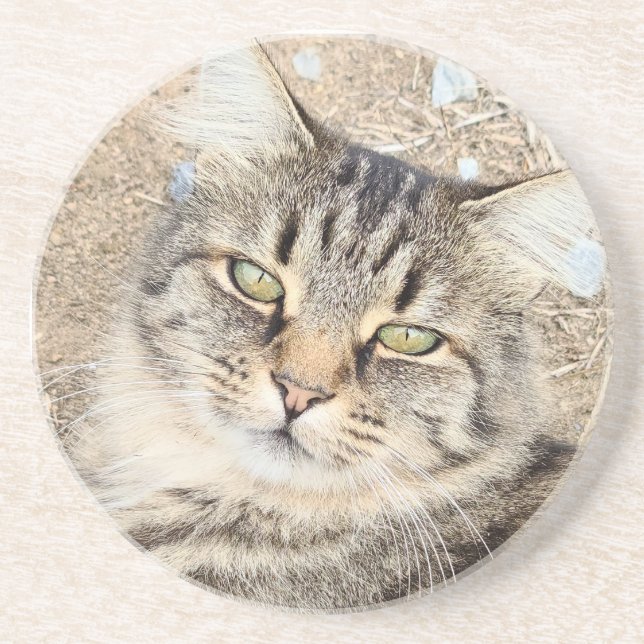 Gray Tabby Cat Sandstone Untersetzer (Vorne)
