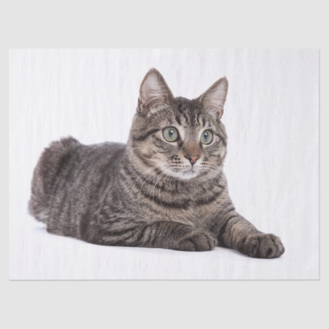 Gray Tabby Cat Seidenpapier (Vorderseite)