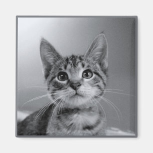Gray Tabby Kitten Magnet