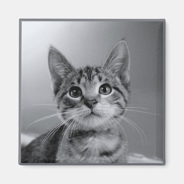Gray Tabby Kitten Magnet (Vorne)