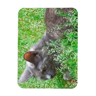 Gray Tortie Cat Magnet