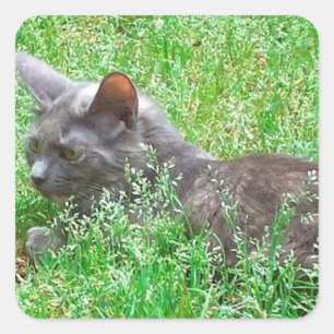 Gray Tortie Cat Quadratischer Aufkleber