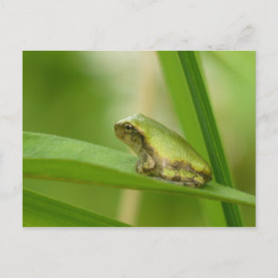 Gray Tree Frog Postcard. Postkarte