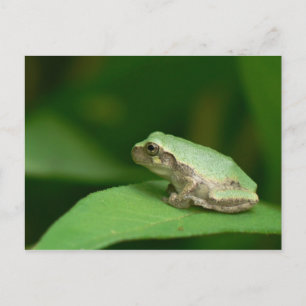 Gray Tree Frog Postcard. Postkarte