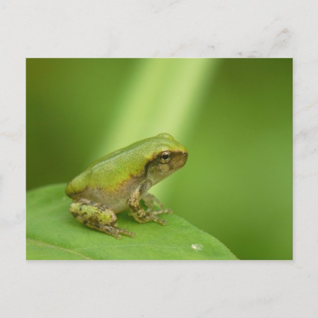 Gray Tree Frog Postcard. Postkarte (Vorderseite)