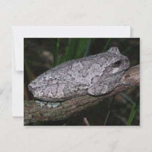 Gray Tree Frog Postkarte
