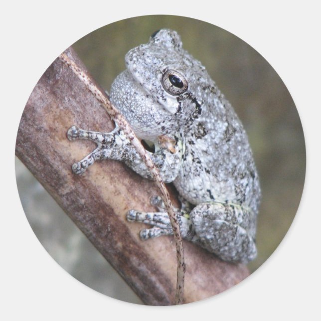 Gray Tree Frog Sticker (Vorderseite)
