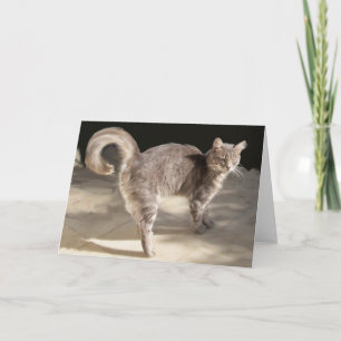 GRAY TURKISH CAT KARTE