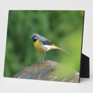 Gray Wagtail - bird Fotoplatte