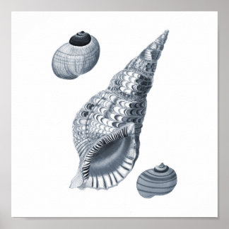 Gray Wall art Seashell Art Print #12 Beach Dekor Poster