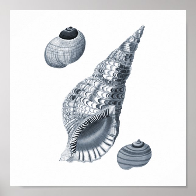 Gray Wall art Seashell Art Print #12 Beach Dekor Poster (Vorne)