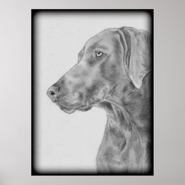 Gray Weimaraner Dog Poster (Vorne)