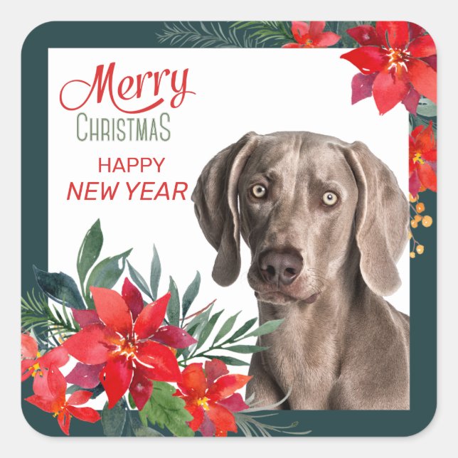 Gray Weimaraner Poinsettia Bouquet Weihnachten Quadratischer Aufkleber (Vorderseite)