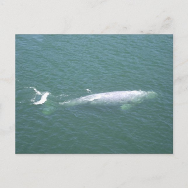 Gray Whale Postcard Postkarte (Vorderseite)