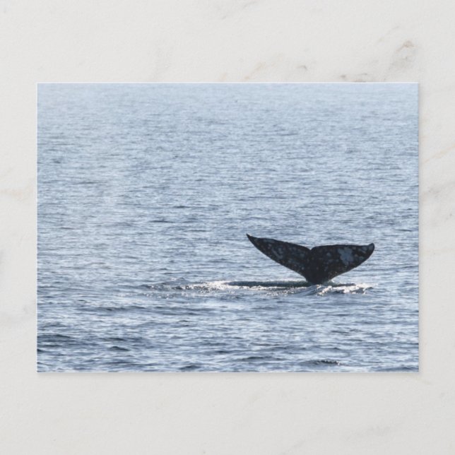 Gray Whale Schwanz Postkarte (Vorderseite)