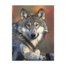 Gray Wolf Art