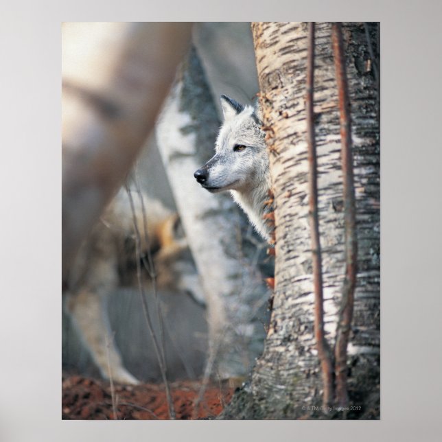 Gray Wolf Behind Tree Poster (Vorne)