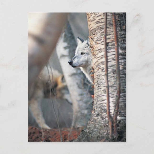 Gray Wolf Behind Tree Postkarte (Vorderseite)