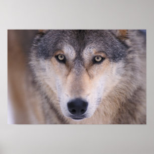 gray wolf, Canis lupus, close up of eyes Poster