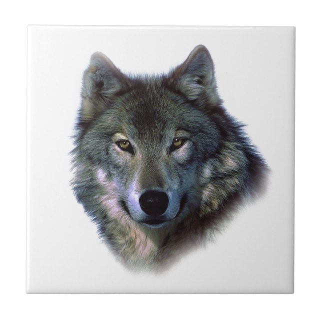 Gray Wolf Eyes Fliese (Vorderseite)