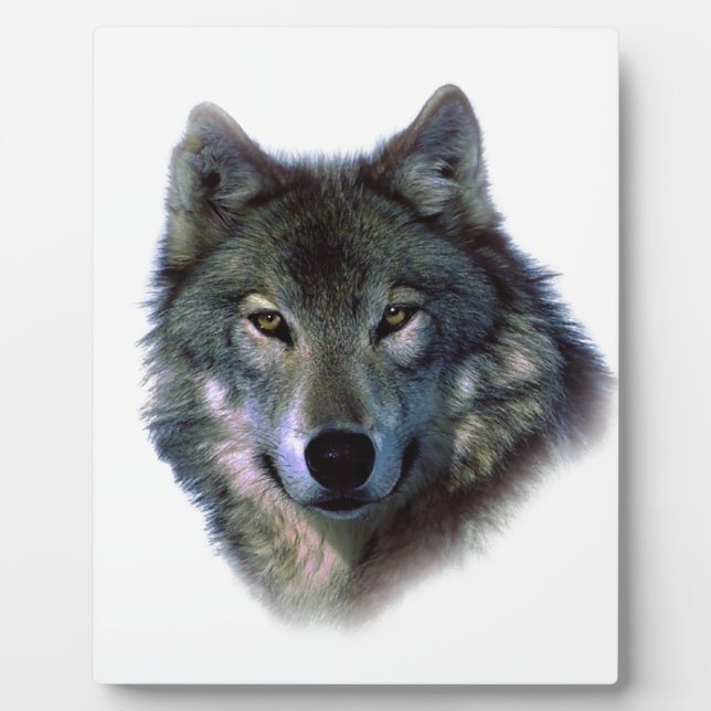Gray Wolf Eyes Fotoplatte (Vorderseite)