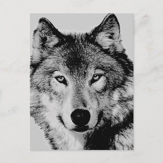 Gray Wolf Eyes Postcard Postkarte (Vorderseite)