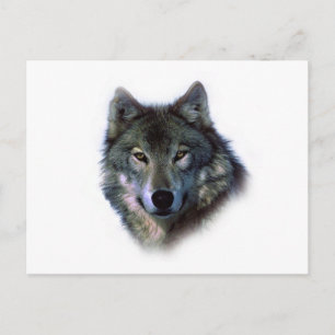 Gray Wolf Eyes Postkarte