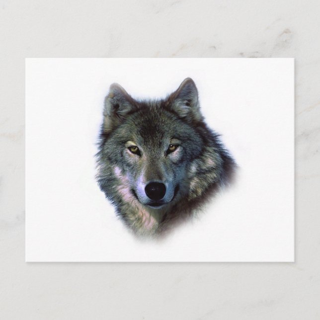 Gray Wolf Eyes Postkarte (Vorderseite)