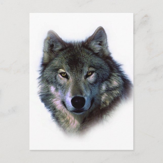 Gray Wolf Eyes Postkarte (Vorderseite)