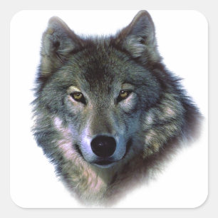 Gray Wolf Eyes Quadratischer Aufkleber