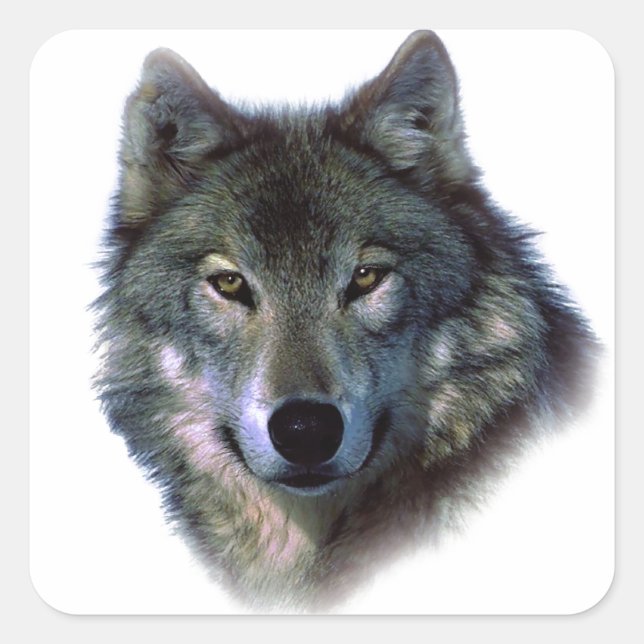Gray Wolf Eyes Quadratischer Aufkleber (Vorderseite)
