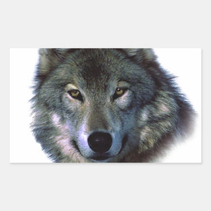 Gray Wolf Eyes Rechteckiger Aufkleber