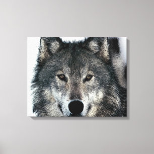 Gray Wolf Eyes Wrapped Canvas Leinwanddruck