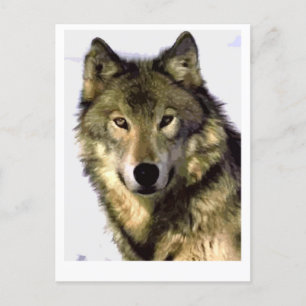 Gray Wolf Feiertagspostkarte