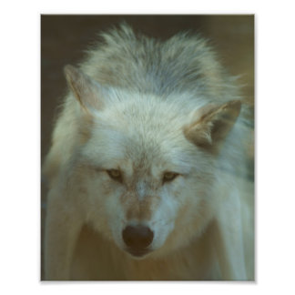 Gray Wolf Foto