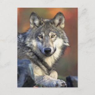 Gray Wolf Foto Postkarte